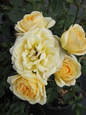 Rosa Lucky® - Patiorose (Zwergrose) Lucky® gelb Duft+ 25 cm