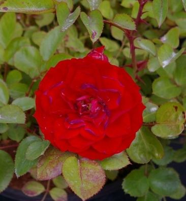 Rosa Flower Ruby® - Zwergrose Flower Ruby®