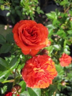 Rosa Orange Juwel® - Zwergrose Orange Juwel®