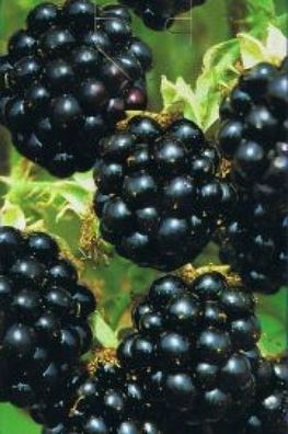 Rubus fruticosus 'Black Satin' - Brombeere