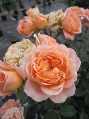 Rosa Sweet Dream® - Hochstammrose Sweet Dream® Stammrose apricot-orange Duft+
