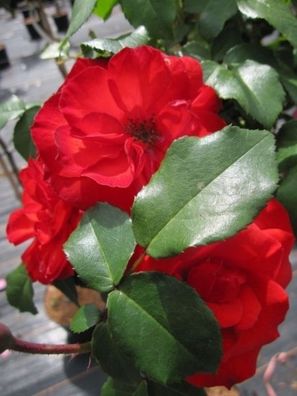 Rosa Stromboli® - Hochstammrose Stromboli® Stammrose dunkelrot Duft+ 90 cm