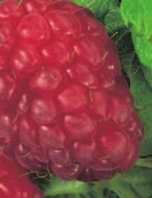 Rubus idaeus Malling Promise (20 - 40 cm) - Rote Himbeere