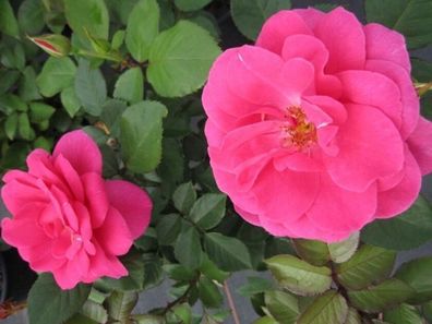 Strauchrose Rosa Renaissance Rose Lea® hellrot Duft + + + 50 cm