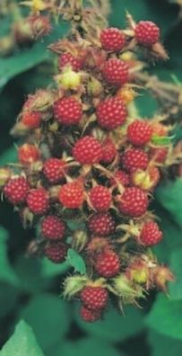 Rubus phoenicolasius - Japanische Weinbeere