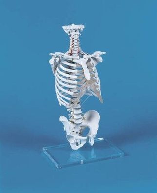 anatomisches Modell, Wirbelsäule mit Brustkorb