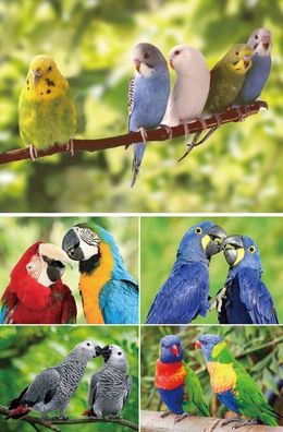 TischSet 3D Sittich / Papagei Platzset 2erSet Platzdeckchen Poster Bilder Vögel Tier