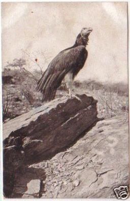 21367 Ak deutsche Kolonie DSWA Felsen Adler um 1905
