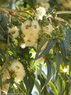 Eukalyptus globolus vertreibt Mücken 100 Samen