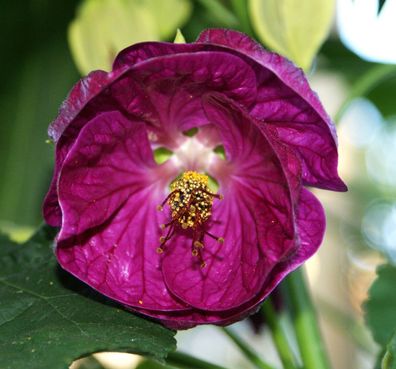 Schönmalve "Lilac Wonder", Jungpflanze, Abutilon