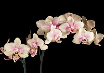Vlies-Fototapete 104 - 400x280cm, Creamy OrchidOrnamente Tapete Orchidee Blumen Blume