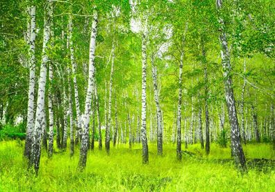 Vlies-Fototapete 112 - 300x210cm, Sunny Birch Forest Wald Tapete Birkenwald B?ume Wal