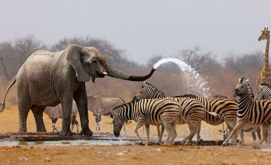 Vlies-Fototapete 1294 - 104x70.5cm, Afrika Tapete Elefanten Zebra Wasser Giraffe Anti