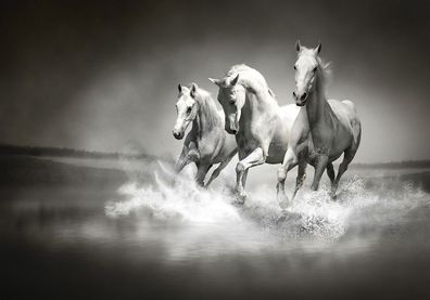 Vlies-Fototapete 1015 - 200x140cm, Tiere Tapete Pferd Wasser Schimmel Rennpferd schwa