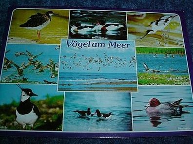 583/ Postkarte-Vögel am Meer