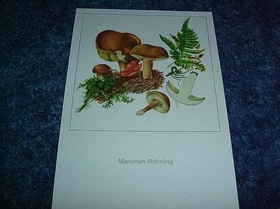 625/ Postkarte-Pilze-Maronen Röhrling