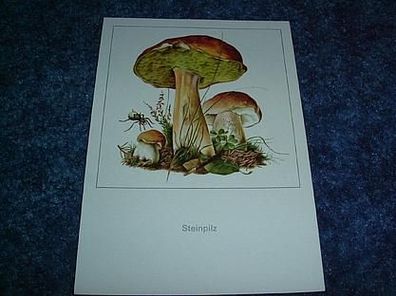 626/ Postkarte-Pilze-Steinpilz