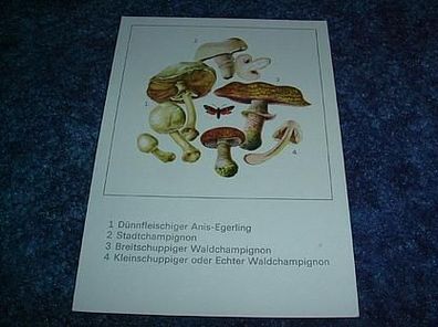 629/ Postkarte-Pilze-Stadtchampignon, Waldchampignon