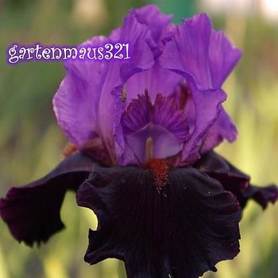 Schwertlilie Bart-Iris Romantic Evening