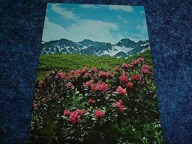 2552/ Ansichtskarte-Rostblättrige Alpenrose