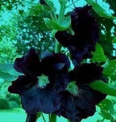 Schwarze Rose für draußen / Besondere Dekoidee für Balkon Terrasse & Garten / Samen