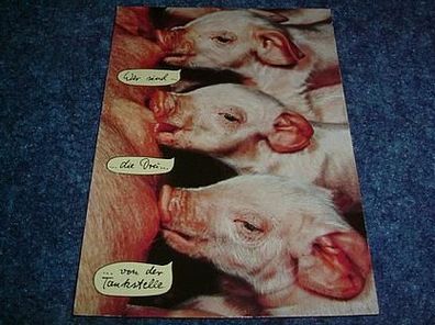 2632/ Postkarte mit Tiermotiv-3 Ferkel mit Spruch