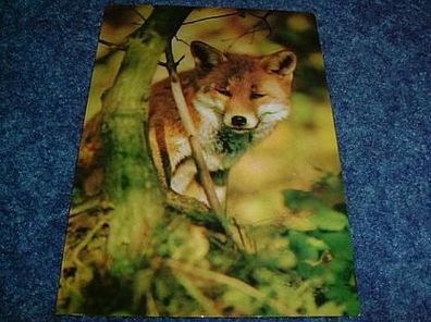 2642 / Postkarte mit Tiermotiv- Fuchs