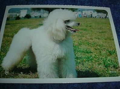 2643 / Postkarte mit Tiermotiv- Hund