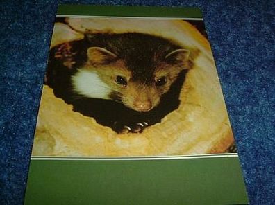 2644/ Postkarte mit Tiermotiv