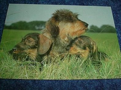 2645/ Postkarte mit Tiermotiv-Hunde