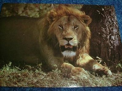 2648/ Postkarte mit Tiermotiv-Masai Löwe