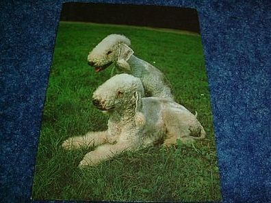 2650 / Postkarte mit Tiermotiv-Bedlingtonterrier
