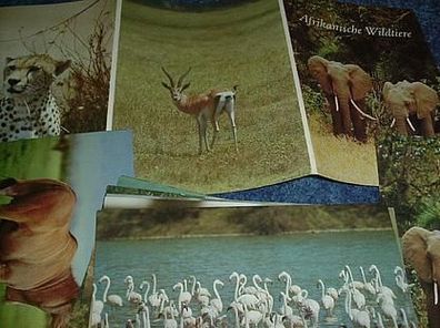 Lot mit Postkarten/ Mappe-Afrikanische Wildtiere