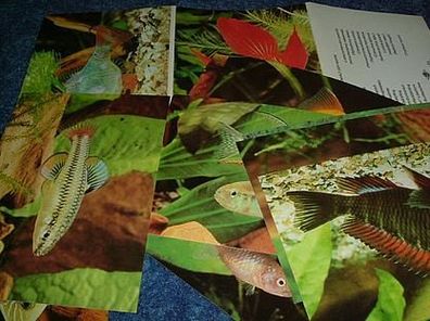 Lot mit Postkarten/ Mappe-Aquarienfische