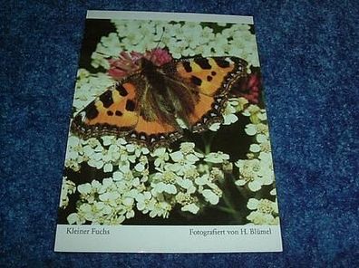 2661/ Postkarte-Schmetterling Kleiner Fuchs