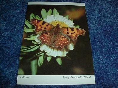 2662/ Postkarte-Schmetterling C-Falter