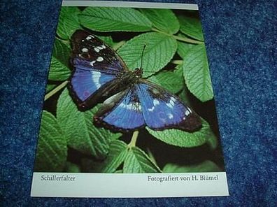 2663/ Postkarte-Schmetterling Schillerfalter