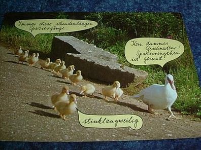 2689/ Postkarte-Enten beim Spaziergang