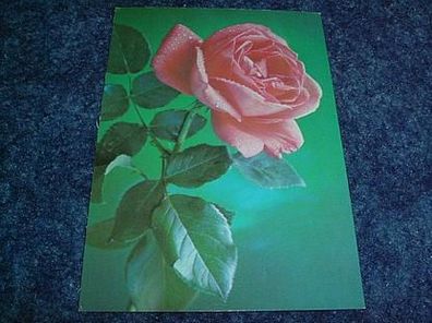 2809/ Postkarte-Rose