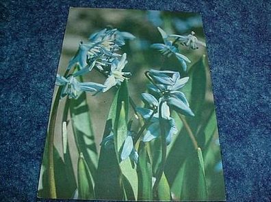 2811/ Postkarte-Blumen