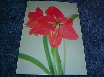 2812/ Postkarte-Blume