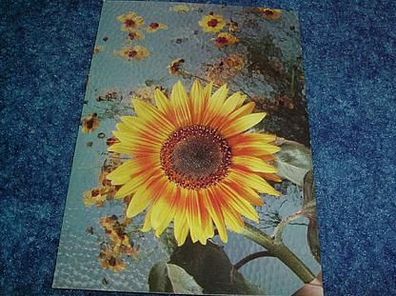 2814/ Postkarte-Sonnenblume