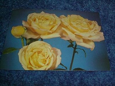 2817/ Postkarte-Rosen