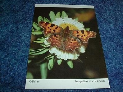 2821/ Postkarte-C-Falter