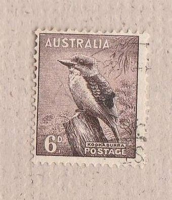 Motiv Vögel - Australien - Kookaburra o