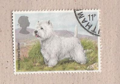 Motiv - Hunde (West Highland Terrier GB 783) o