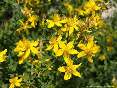 10x Stockrose F1 MIX Rosen Samen Blume Pflanze Rarität Saatgut #118