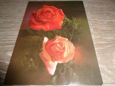 5649 Postkarte / Geburtstag-Planet Verlag-Rosen
