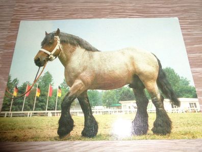 5676 Postkarte - Pony