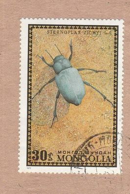 Käfer - Darkling Beetle (Stenoplax zichyi) (Tenebrionidae) - auf Briefstück